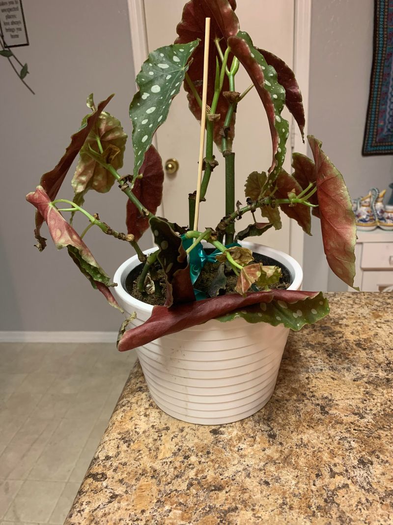 Indoor Temperature Swings Can Cause Stress