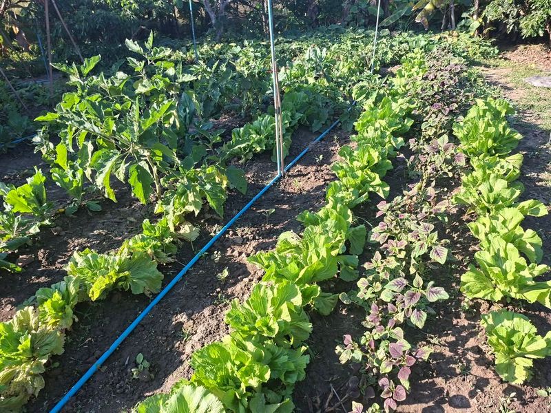 Planting Without Enough Sun