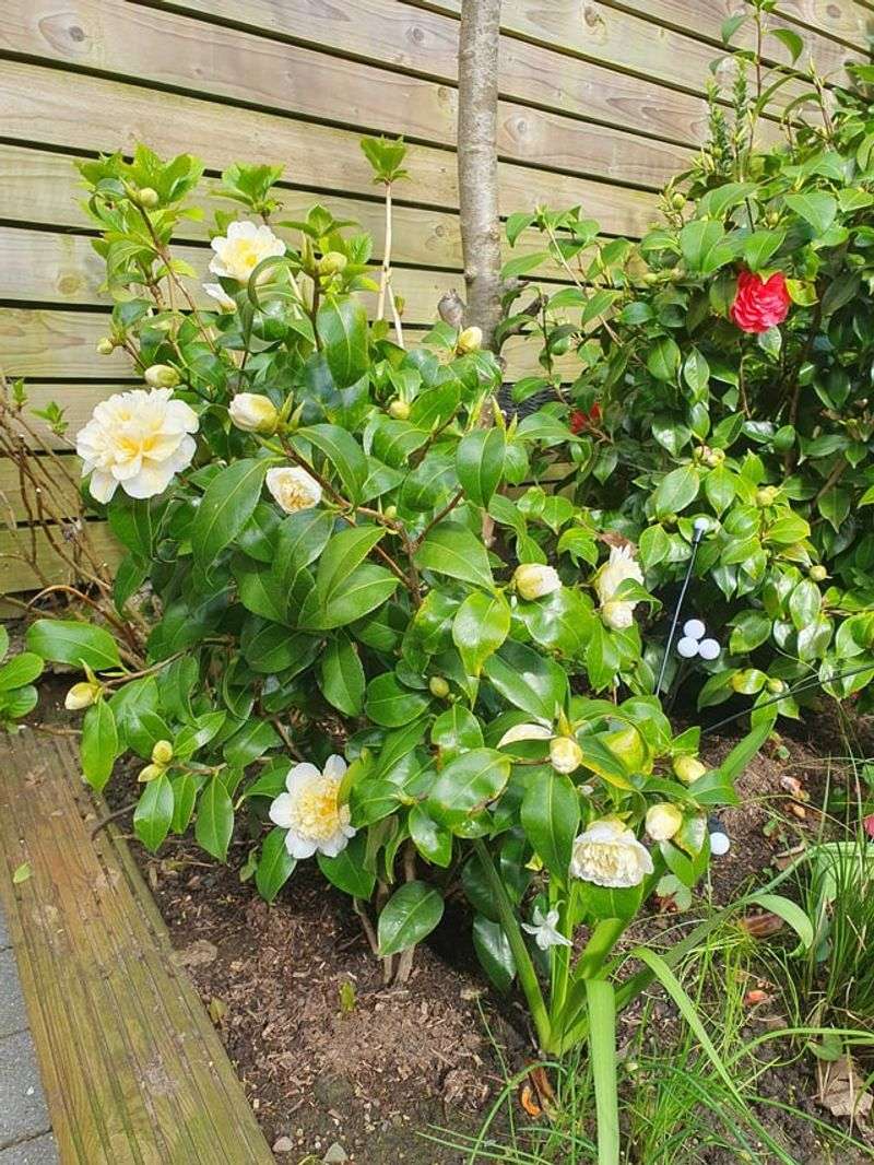 Fertilizing Too Early Before Plants Fully Resume Active Growth