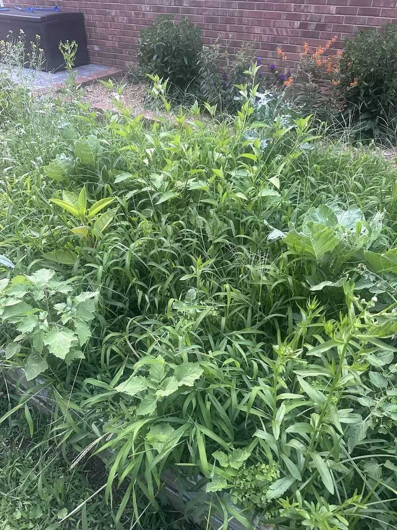 Letting Weeds Spread