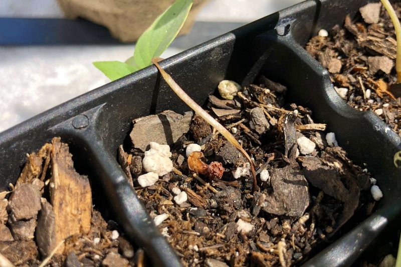 Letting Soil Dry Out Completely