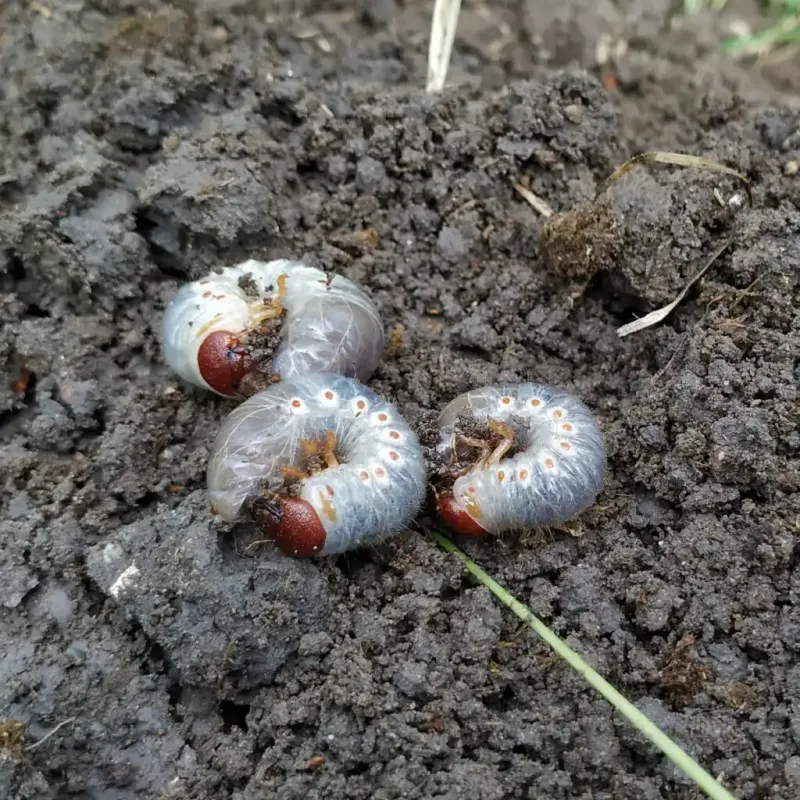 Encouraging Grubs And Soil Insects