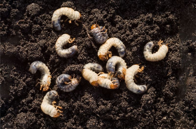 Letting Grub Populations Grow