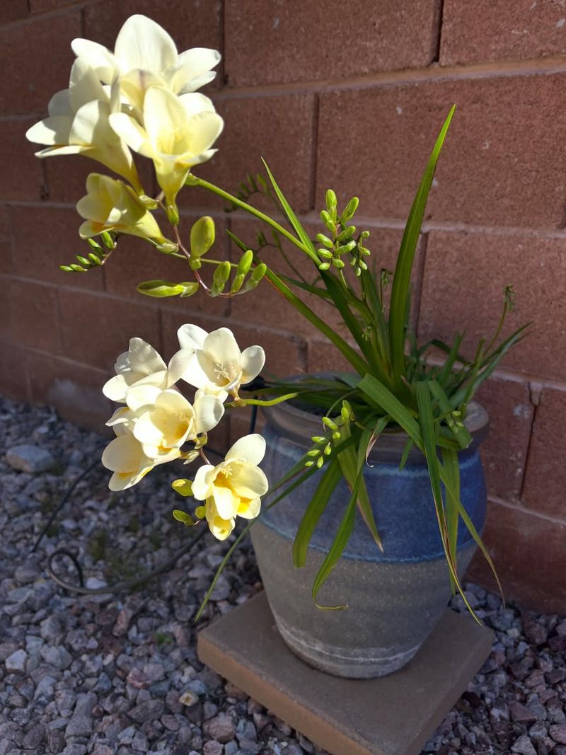 Tuberose Produces Strong Summer Fragrance When Planted In Spring