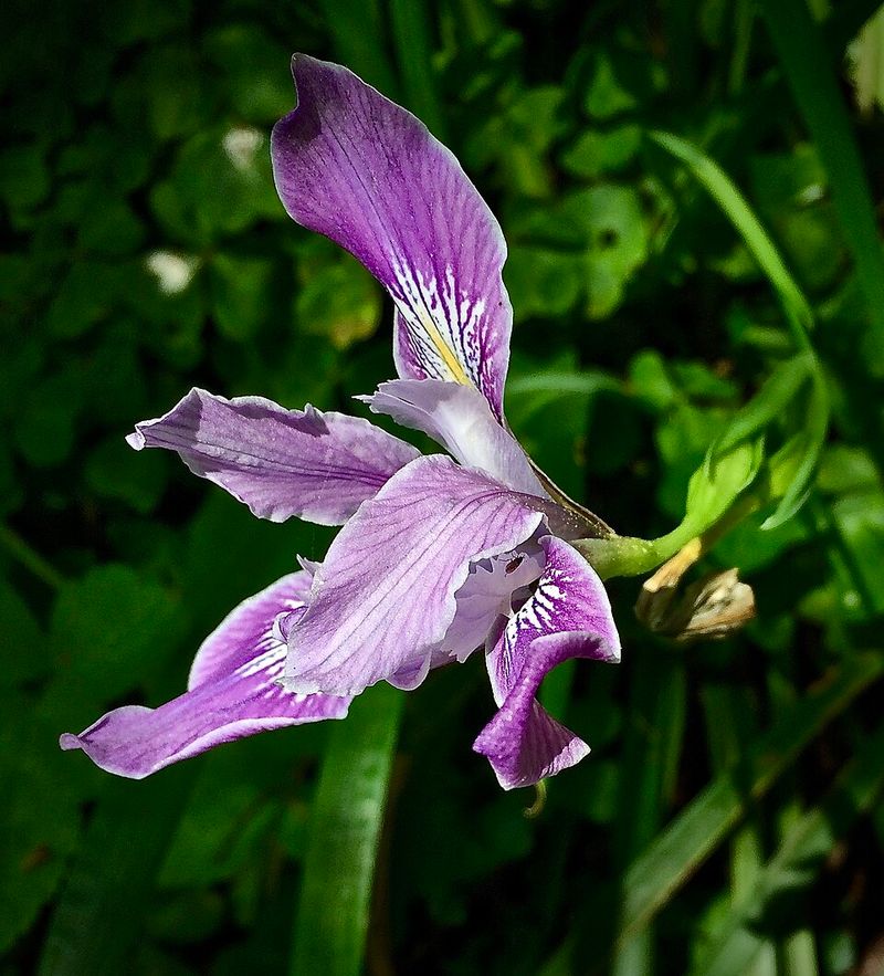 Douglas Iris Adds Color In Light Shade