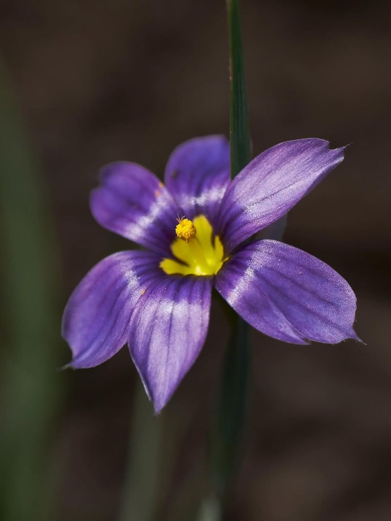 Blue-Eyed Grass
