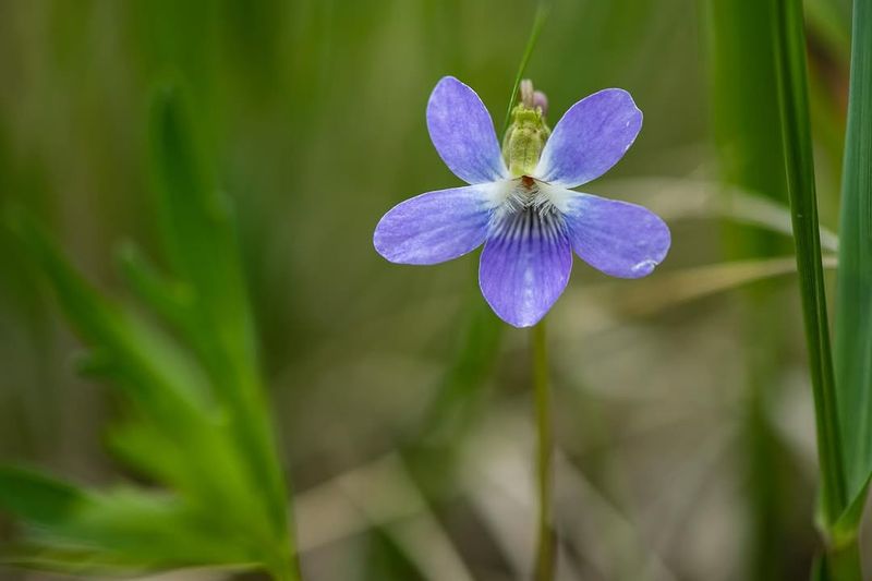 Native Violet That Spreads With Ease