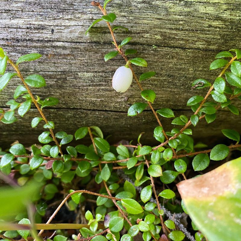 Creeping Snowberry