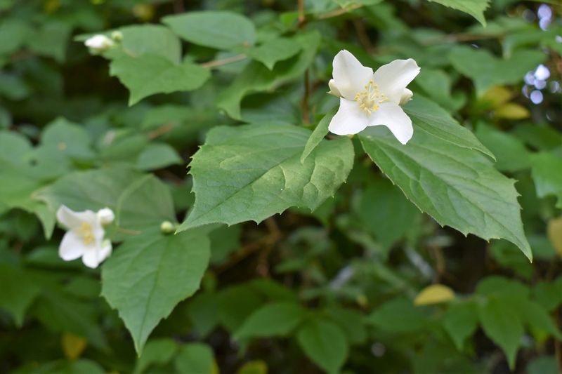 Western Mock Orange Adds White Blooms And Fragrance