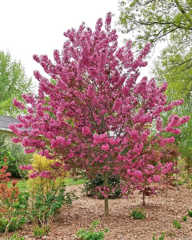Western Crabapple