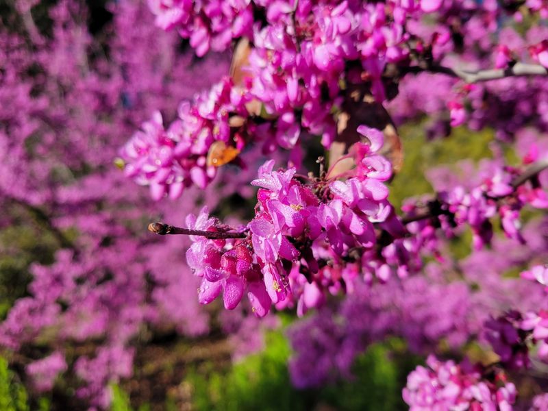 Western Redbud