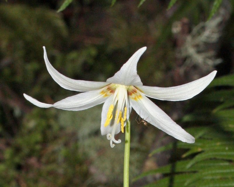 Fawn Lily Brings Delicate White Woodland Charm