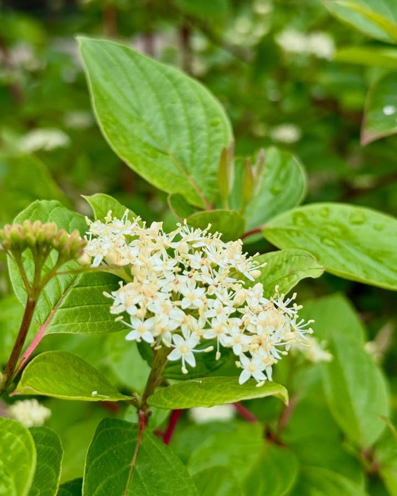 Red-Osier Dogwood Bright Stems And Wildlife Value