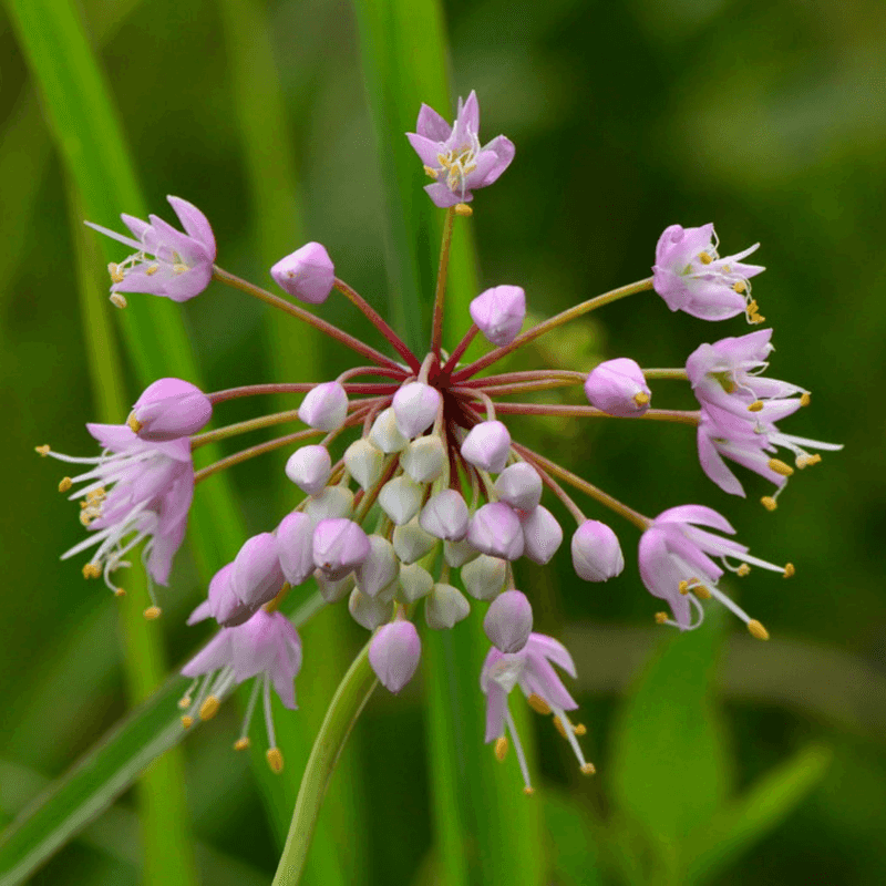 Nodding Onion 