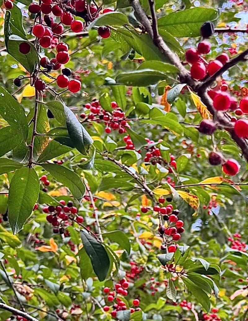 Bitter Cherry