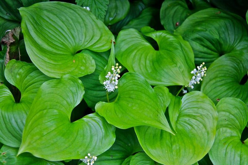False Lily Of The Valley Thrives In Moist Shade