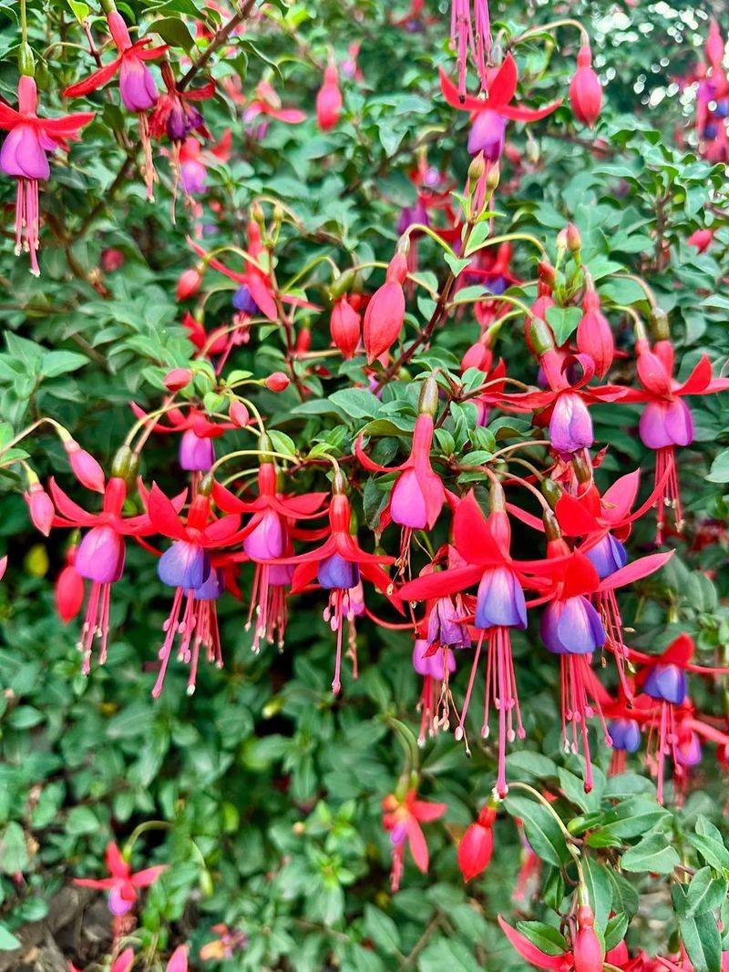 Hardy Fuchsia
