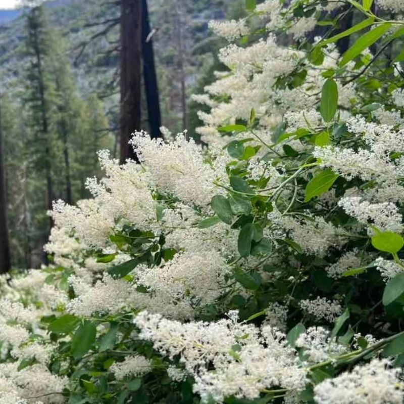 White Coast Ceanothus