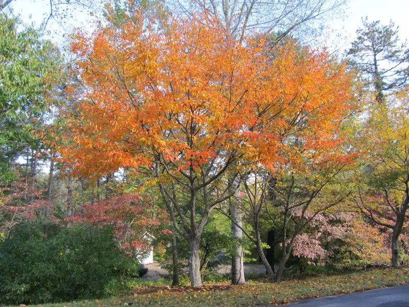 American Hornbeam (Carpinus caroliniana)