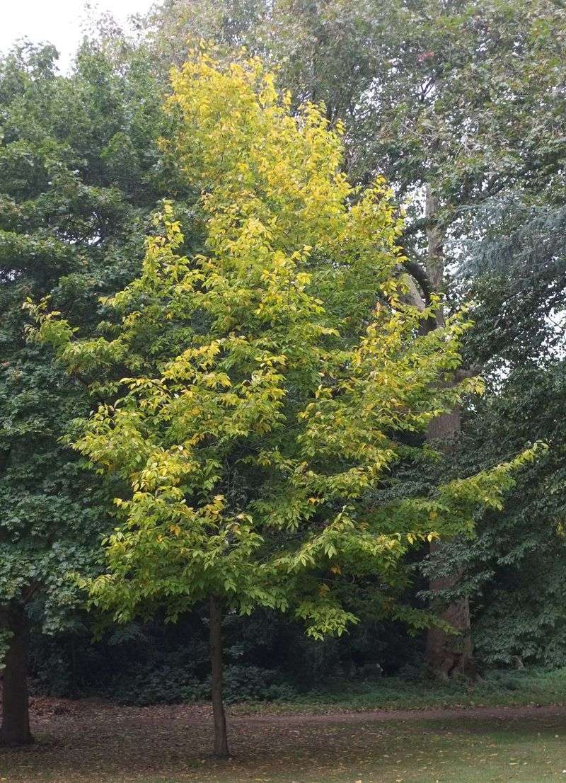 Hop Hornbeam Stays Tough And Compact