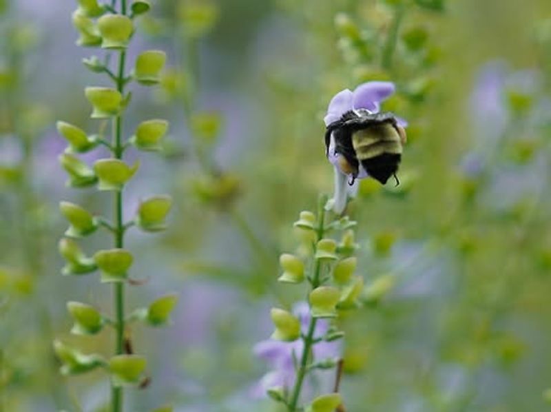 Small Changes Help Bees