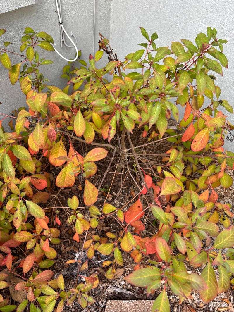 Avoid The Mistake That Makes Hummingbirds Pass By