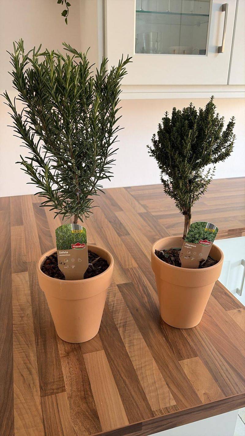 Plant Thyme With Rosemary For A Low Water Pot