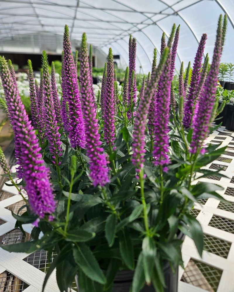 Anise Hyssop (Agastache Foeniculum)