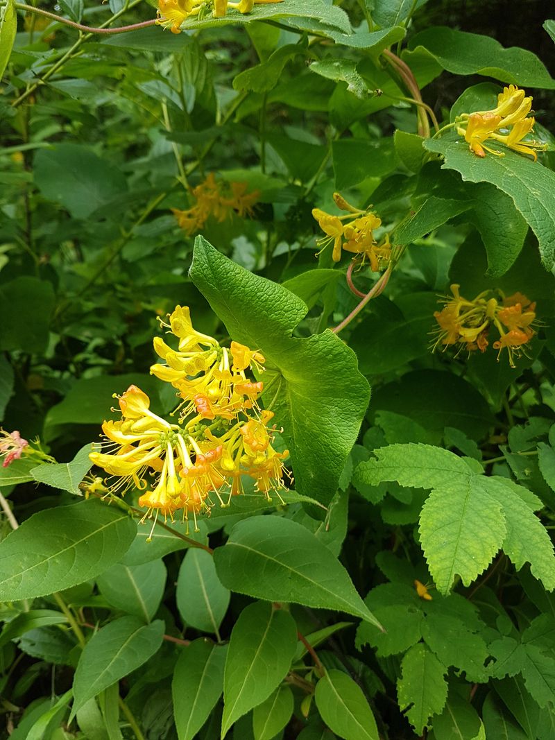 Hairy Honeysuckle Adds Gentle Woodland Charm