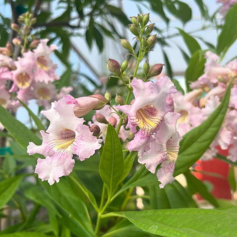 Chitalpa Grows Strongly During Early Warm Season Growth