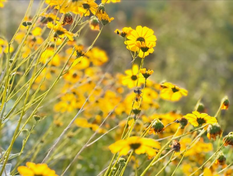 Brittlebush Adapts To Harsh Conditions With Low Water Needs