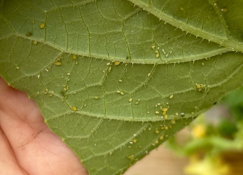 Skipping The Watch For Pests And Disease