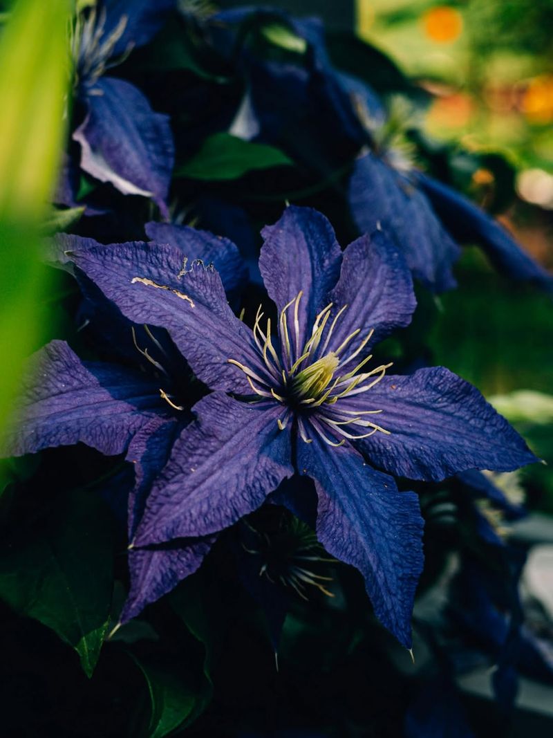 Group 3 Clematis