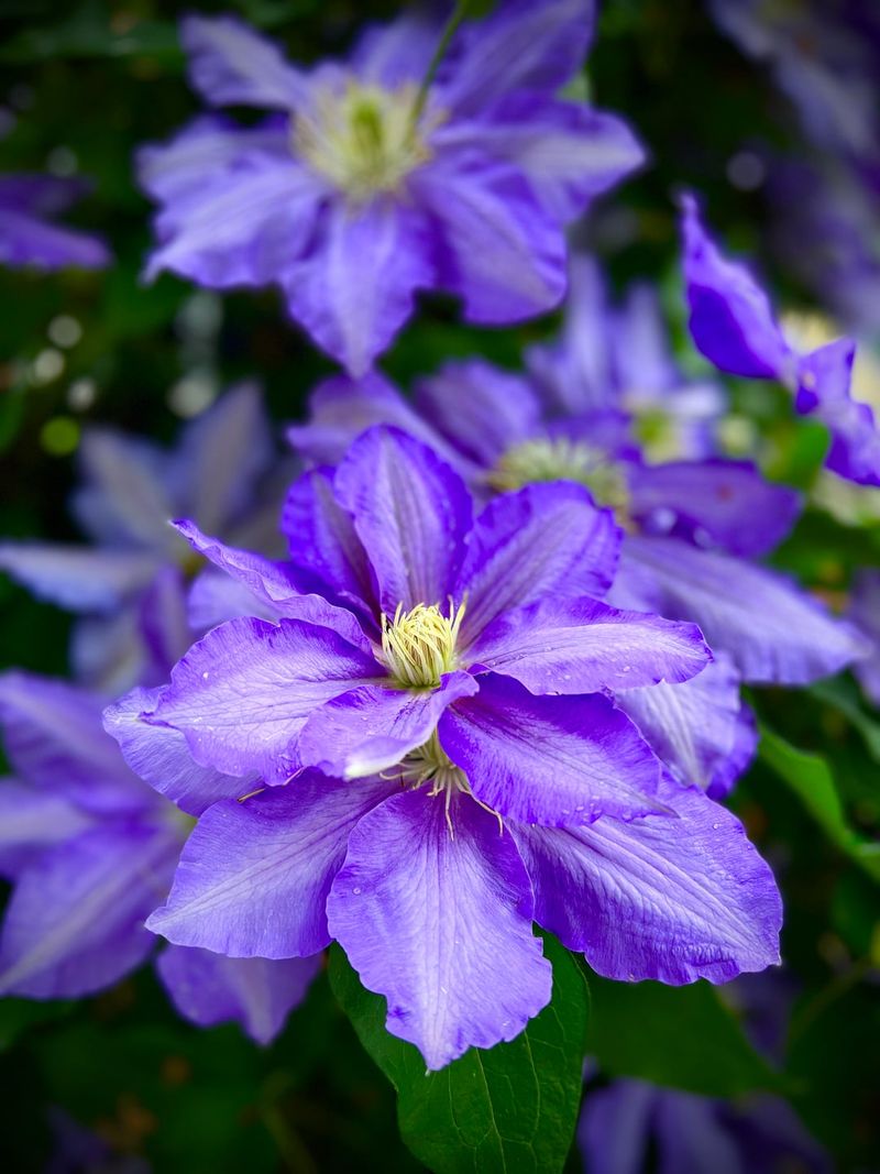 Clematis And Vining Ornamentals Need Attention Before May