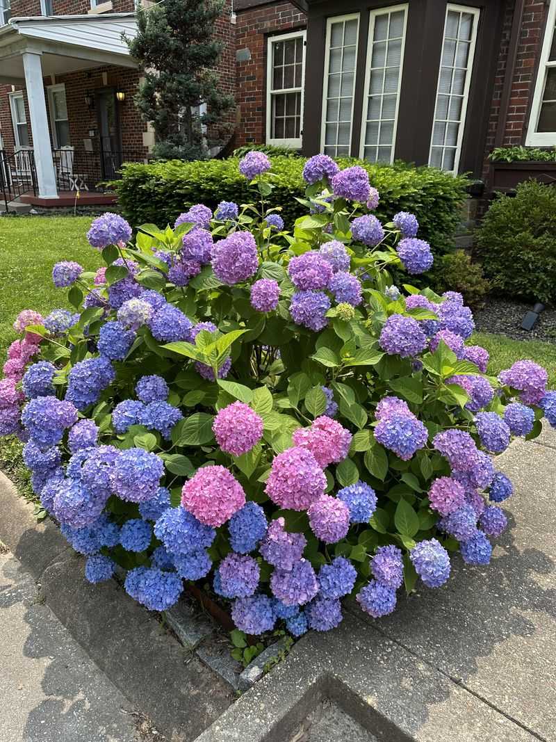 Reblooming Varieties Offer Multiple Bloom Cycles