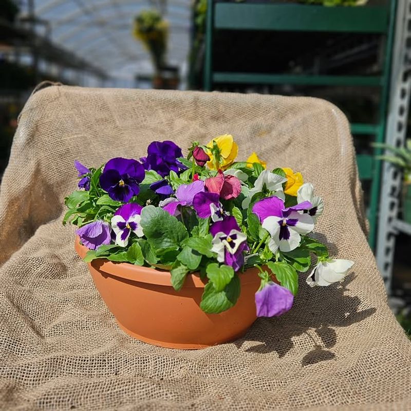 Pansies