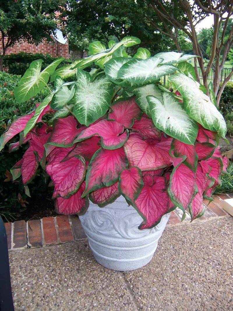 Caladiums (Without Shade)