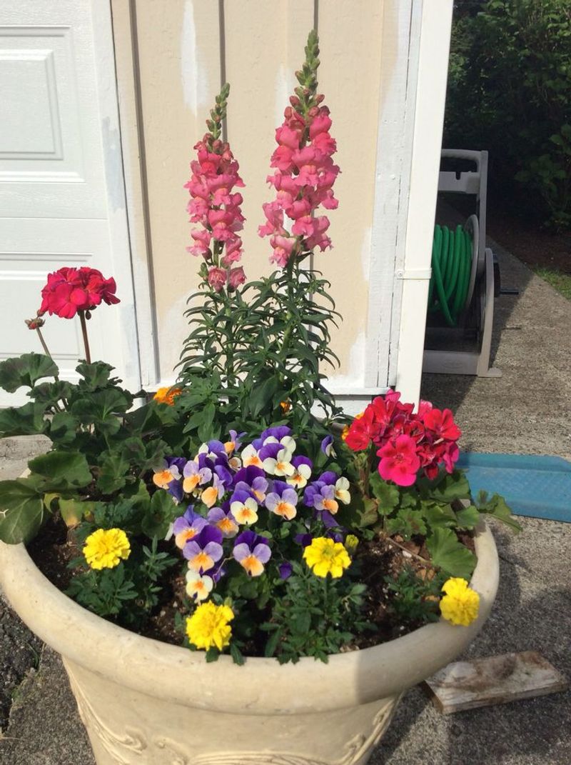 Snapdragons And Violas Add Instant Spring Fullness