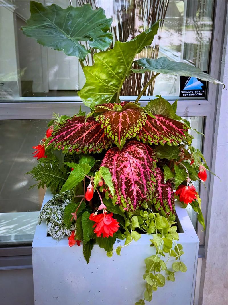 Begonias And Coleus