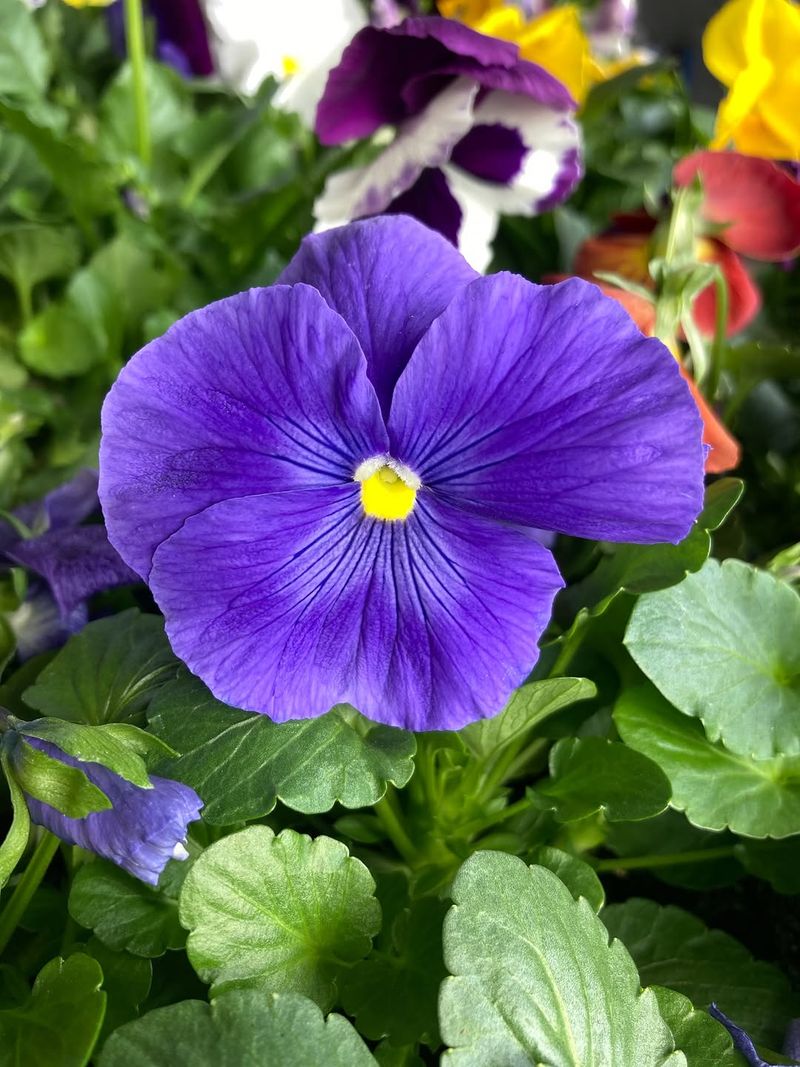 Pansies Stay Fresh Longer