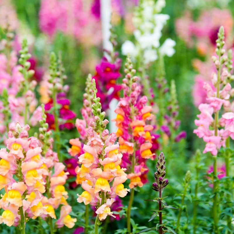 Snapdragons Handle Chilly Nights And Warm Days