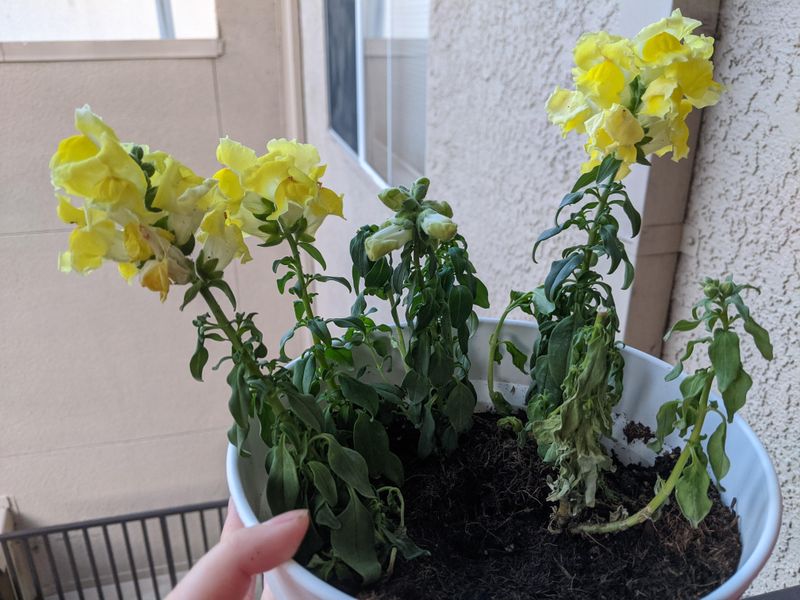 Snapdragons Decline When Summer Heat Sets In