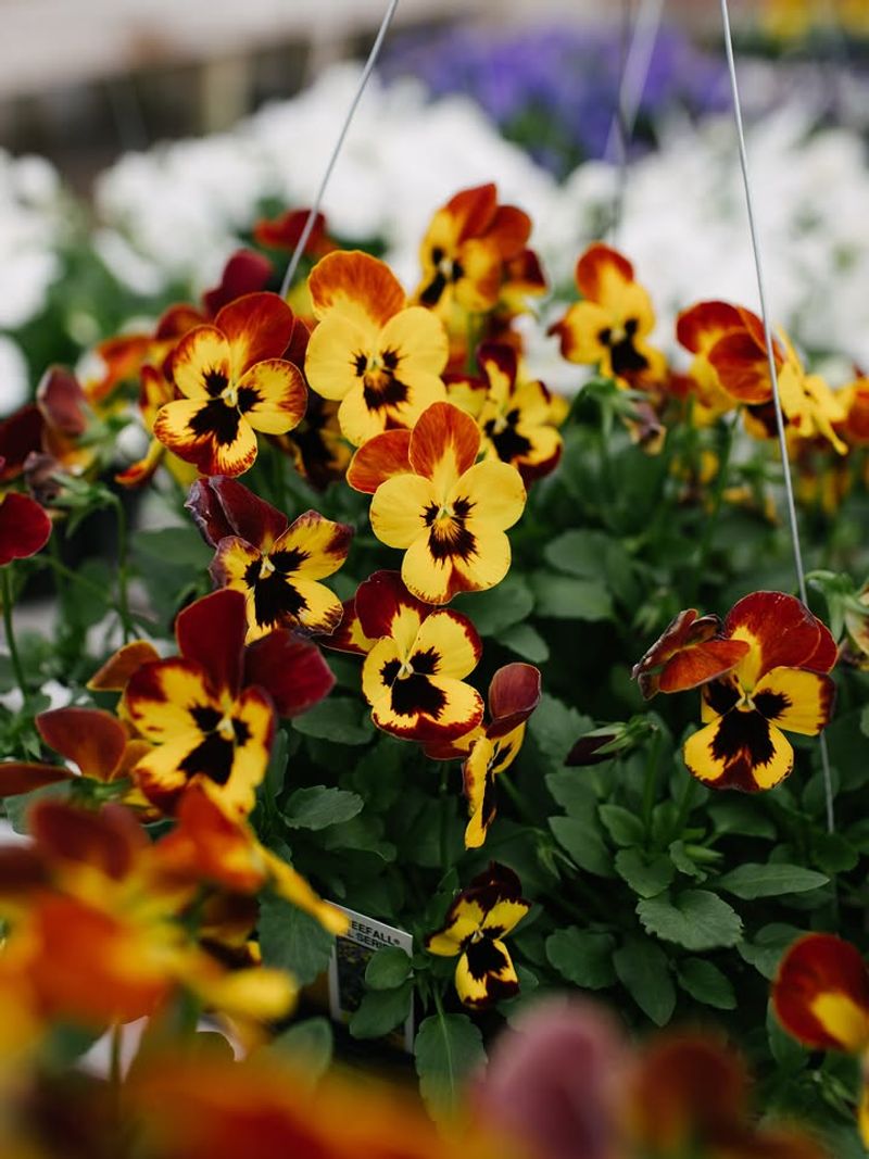 Oregon Springs Suit Pansies