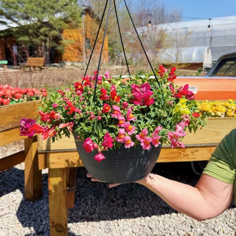 Snapdragons Stay Strong During Spring Temperature Swings