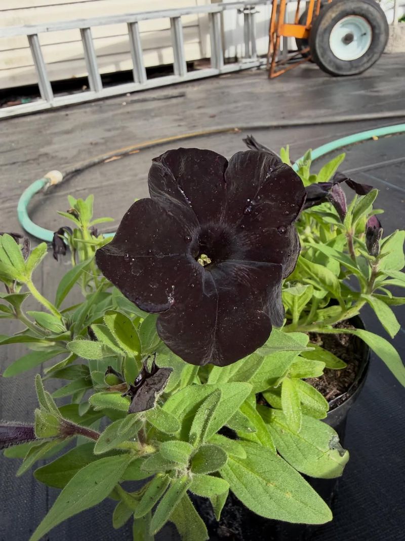 Petunias Want More Heat