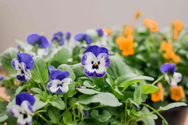 Violas Rebound After a Light Snip