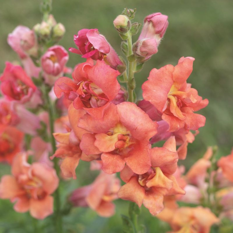 Snapdragons (Antirrhinum Majus)