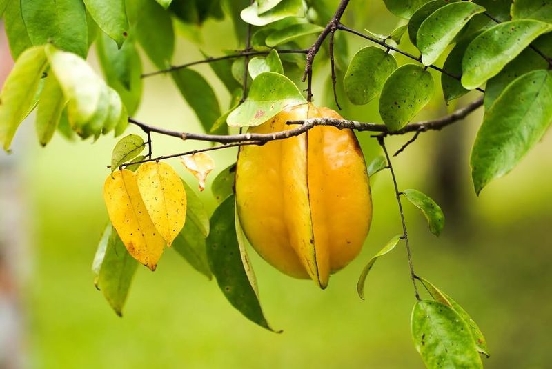 Star Fruit Turns Heads With Glossy Leaves And Crisp Fruit