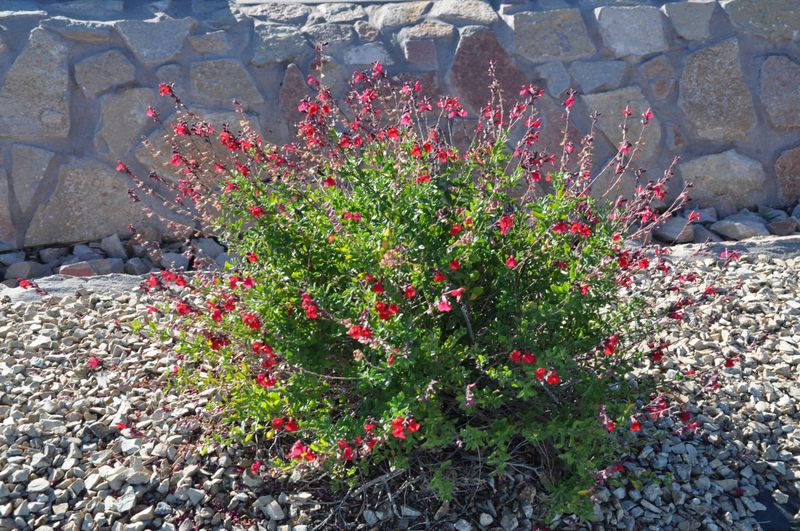 Autumn Sage Blooms Reliably In Heat And Low Water