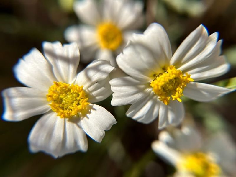 Blackfoot Daisy That Stays Light And Cheerful